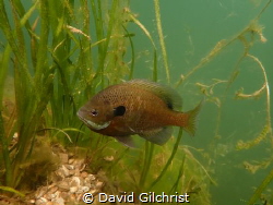 Male Bluegill Sunfish clear an area of the bottom for a n... by David Gilchrist 